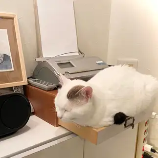 引出しが好きすぎるネコ　　PELLさん
