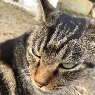 いかつすぎるネコ　　あずまくにこさん