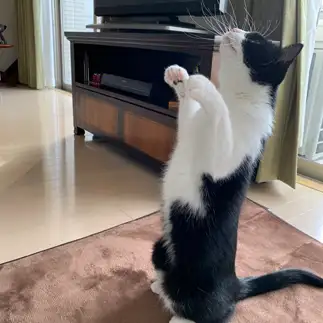 天に向かいすぎるネコ　　machikoskyさん