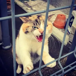 怒りすぎるネコ　　タナカユウイチさん