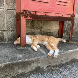 暑すぎるネコ　　ユキちゃんさん