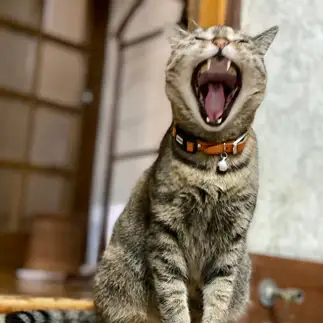 あくび全開すぎるネコ　　はるのすけさん