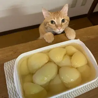 食べたすぎるネコ　　若杉三恵子さん