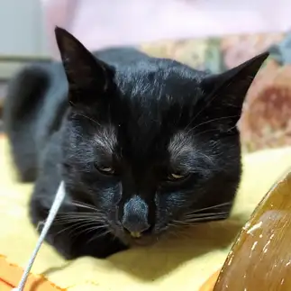 眠過ぎてねずみ顔になりすぎるネコ　　おたちゅんさん