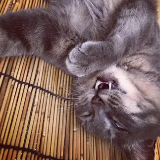 はんニャすぎるネコ　　みーばばさん
