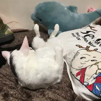筋肉は裏切らない！筋トレ好きすぎるネコ　　りしゃこさん