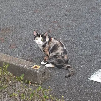 ゴージャスすぎるネコ　　ねこりんさん