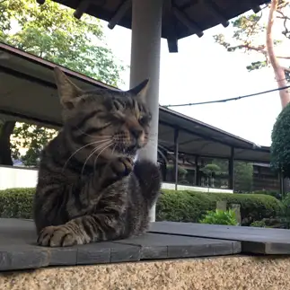 手は上品に、顔は全力で笑いすぎるネコ　　travelohayuさん
