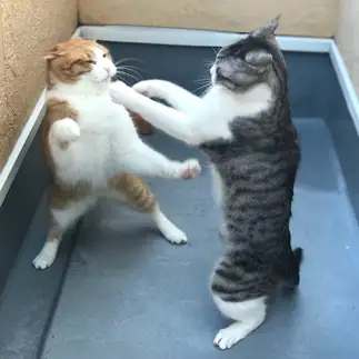 本気すぎるネコ　　くにちゃんさん