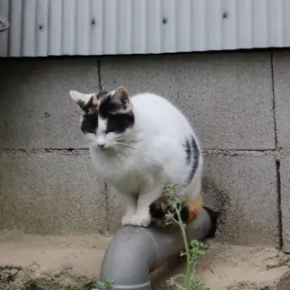 寝ることに集中しすぎるネコ　　Yoshikoさん