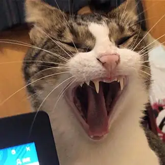 怖すぎるネコ　　よなつさん