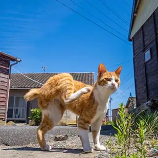 このニャンタマが目に入らぬか！すぎるネコ　　kazutyさん