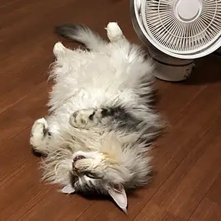 暑い日の人間すぎるネコ　　ちび太さん
