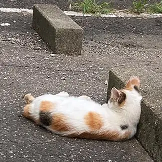 枕が直角すぎるネコ　　からくりぴーちさん