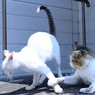 ツッコミが痛すぎるネコ　　土居　一彦さん