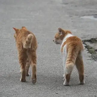 ねぇ、一杯飲んでく？すぎるネコ　　黒猫カレンさん