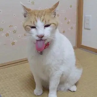 アインシュタインの写真すぎるネコ　　sirasuさん