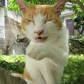 平安貴族の笑い方すぎるネコ　　sirasuさん