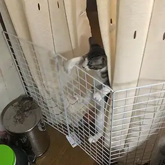 必死すぎるネコ　　リズさん