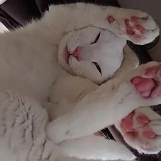 どうなってるかわからなすぎるネコ　　lunaccoさん