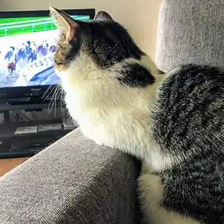 レースの行方が気になりすぎるネコ　　カンコロさん