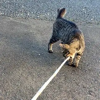 つまようじが大きすぎるネコ　　トラのハナさん