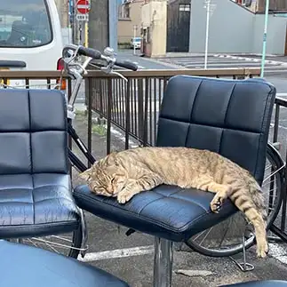 暇なバーのマスター感を出しすぎるネコ　　からくりぴーちさん