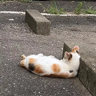 起きたら寝ちがいしてるに間違いなさすぎるネコ　　からくりぴーちさん