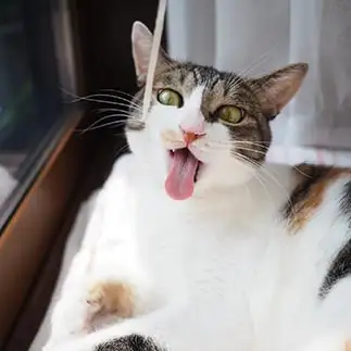 飼い主さんをバカにしすぎるネコ　　kuroneko_120さん