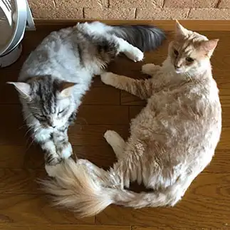 なかよしハートちゃんすぎるネコ　　せんぷうきさん
