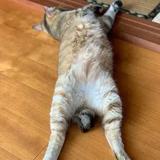 曲がったしっぽが卑猥すぎるネコ　　もさんさん