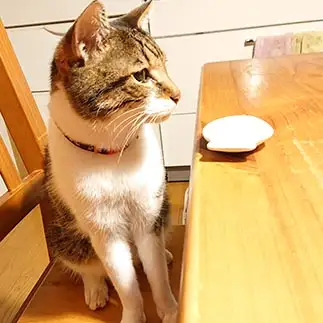 食卓でちゃんと食事しすぎるネコ　　ダンケシェーンさん