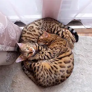 くっつきすぎるネコ　　こたむぎさん