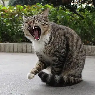 たまが痛すぎるネコ　　Kozeniさん