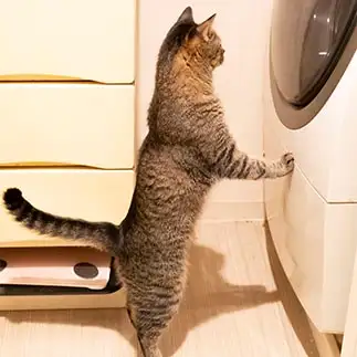 きょうの猫村さんすぎるネコ　　ゆずなつさん