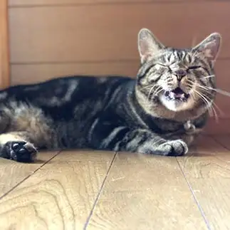 あくびの直前がブサイクすぎるネコ　　まくなこるさん