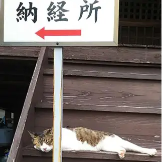 案内板の矢印の真似しすぎるネコ　　t.takaharuさん