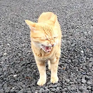 楽しくて笑いすぎるネコ　　トラのハナさん