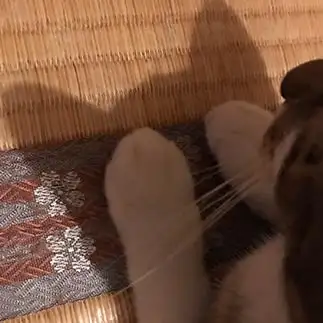 視線を気にしすぎるネコ　　さなさん