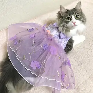 ラプンツェルすぎるネコ　　icoさん