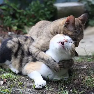 背中が気持ちよすぎるネコ　　tzkrsatoruさん