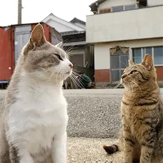 後輩猫に圧が強すぎるネコ　　iduminさん
