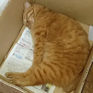 箱と同じ大きさになろうとしようとしすぎるネコ　　らいかさん