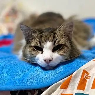 伝説のツチノコすぎるネコ　　猫山ナツミさん