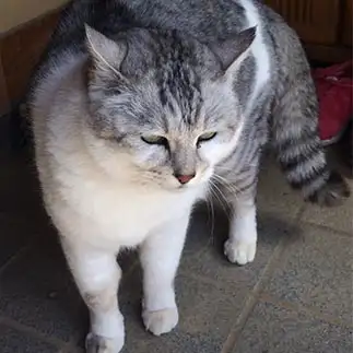 ラオウすぎるネコ　　maruさん