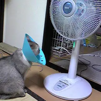 風が来なさすぎるネコ　　あびとらさん