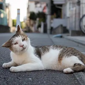 鉄腕アトムすぎるネコ　　サトウヒロキさん