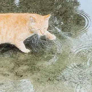 水の波紋が好きすぎるネコ　　ちょこシューさん
