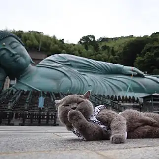 涅槃像すぎる涅槃猫すぎるネコ　　ルルさん