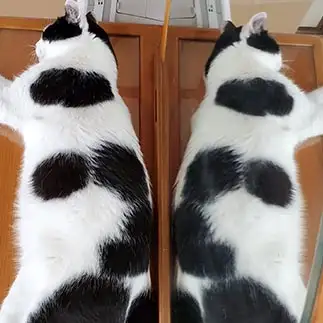 ロールシャッハテストすぎるネコ　　なゆた母ちゃんさん